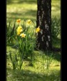 /album/flowers/spring-rain-ii-jpg/